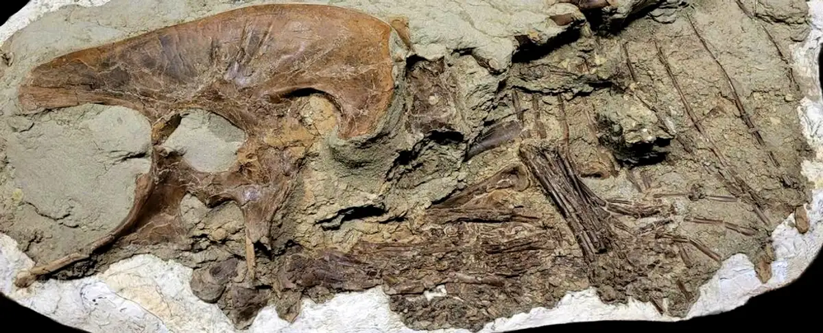 Alerta! Revelada La Ultima Comida De Un Dinosaurio De 75 Millones De Anos