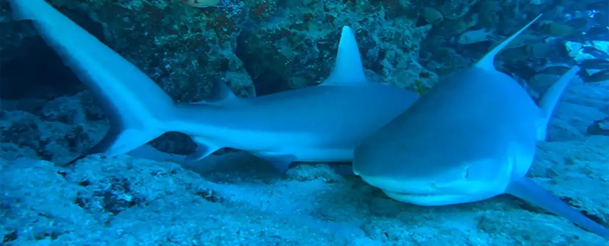 Alerta! Tiburones Descubiertos Durmiendo Bajo El Mar