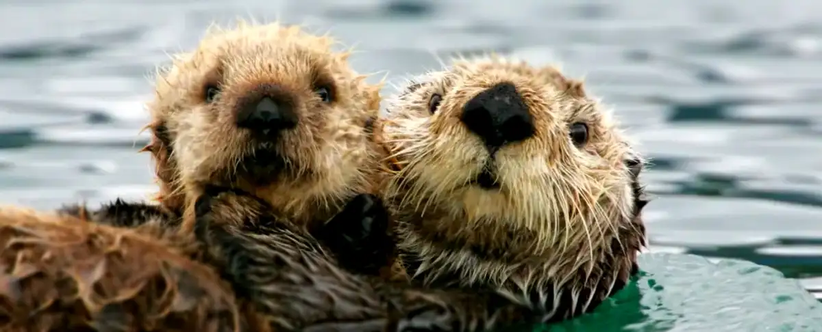 Conoces El Peligro Mortal Que Acecha En Las Islas Aleutianas De Alaska