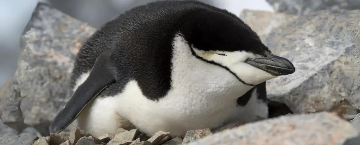 Cuidado! Los Pinguinos Duermen Apenas Cuatro Segundos Por Vez