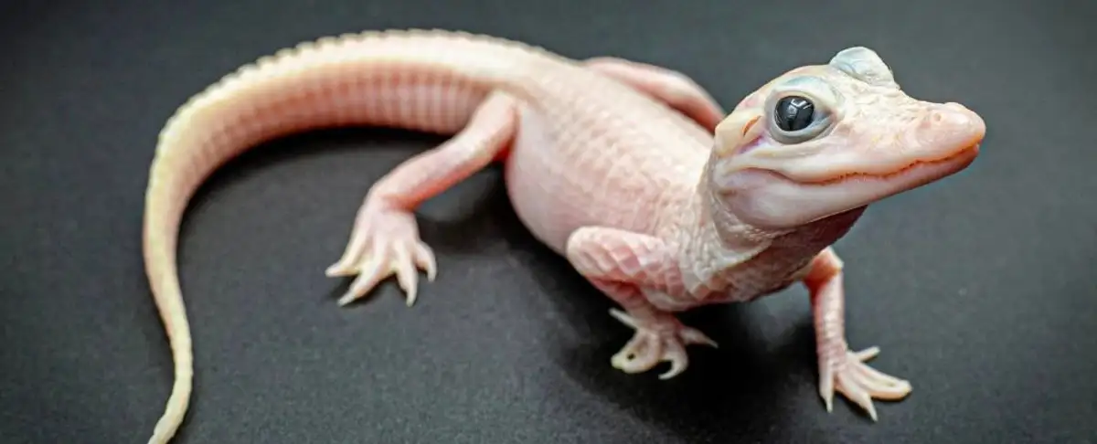 El Extrano Cocodrilo Blanco Que Todo El Mundo Comparte En Las Redes!
