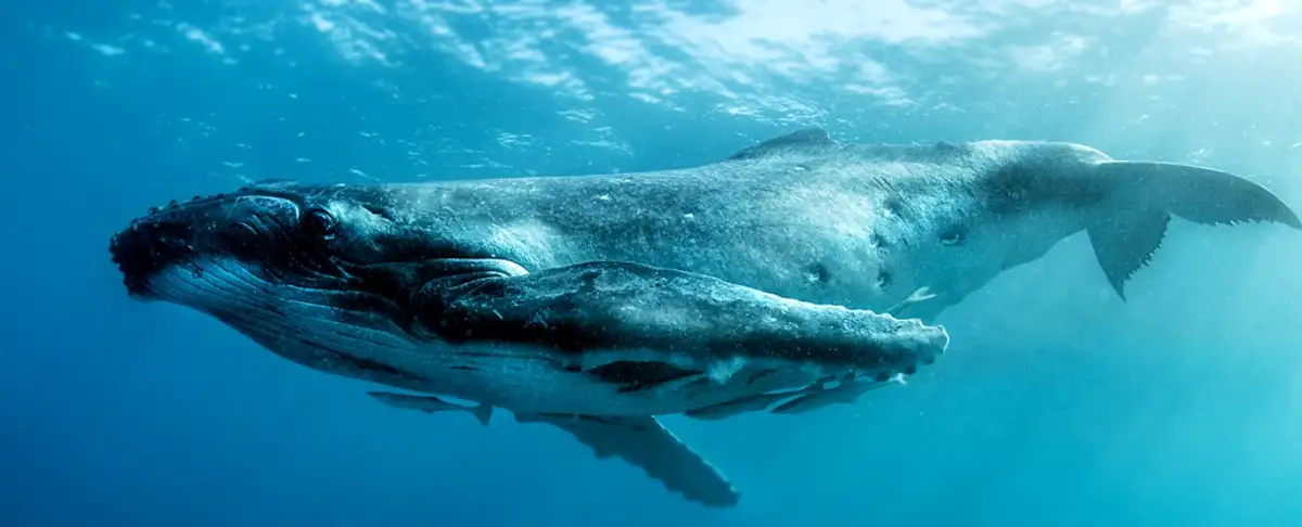 Twain La Ballena Que Habla Con Humanos