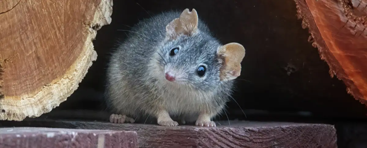 Atencion! Canibalismo Registrado En Marsupial Australiano