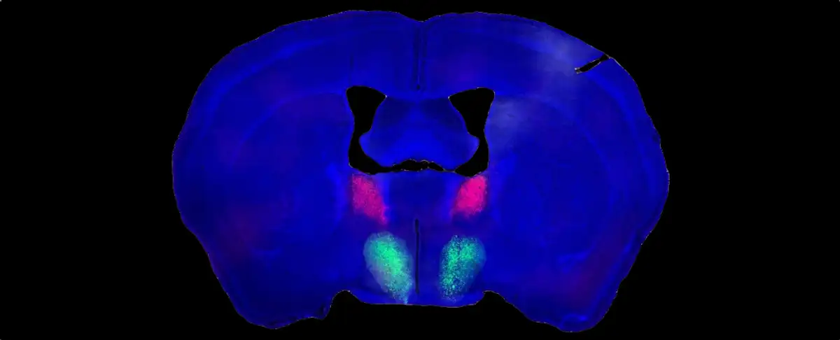 Atencion! Como La Libido Esta Controlada Por Un Unico Circuito Cerebral