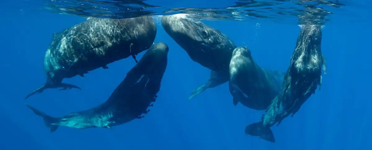 Descubre El Fascinante Mundo De Los Clanes De Ballenas