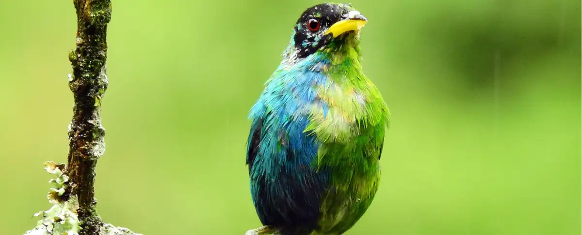 Increible! Pajaro Verde Mielero Con Plumaje De Ambos Sexos Capturado En Camara