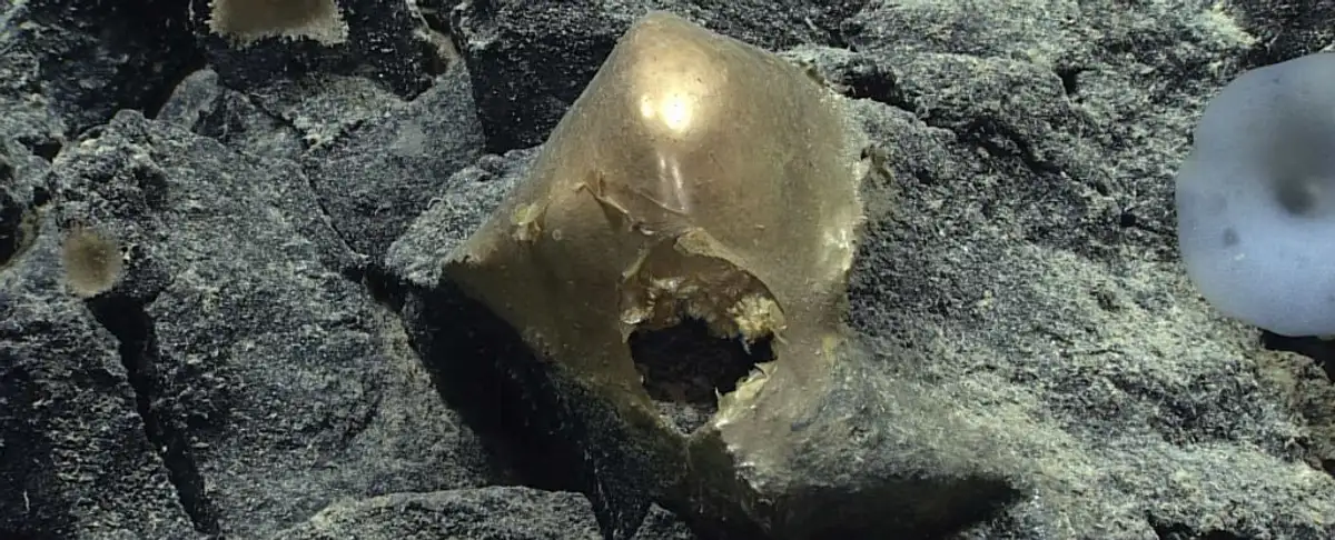 Que Esfera Dorada Se Ha Descubierto En El Oceano De Alaska