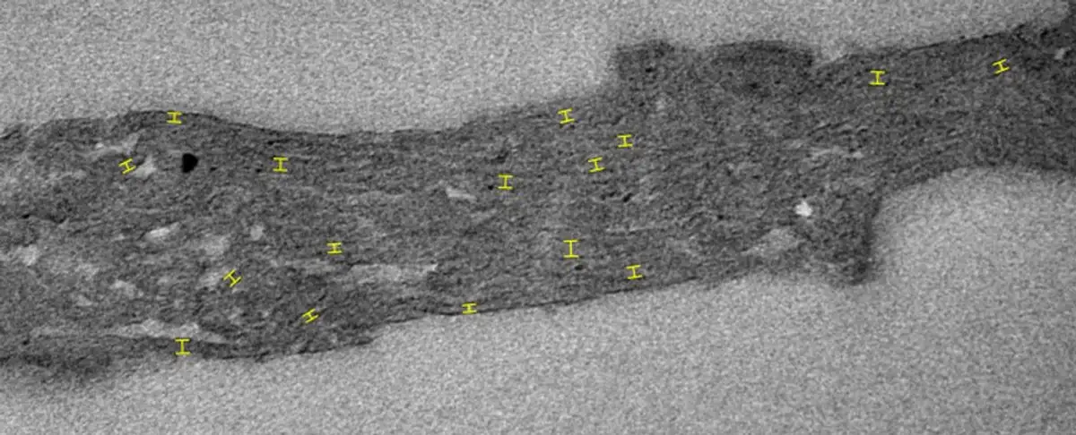 Sabias Que Los Fosiles Mas Antiguos Revelan El Origen De La Vida