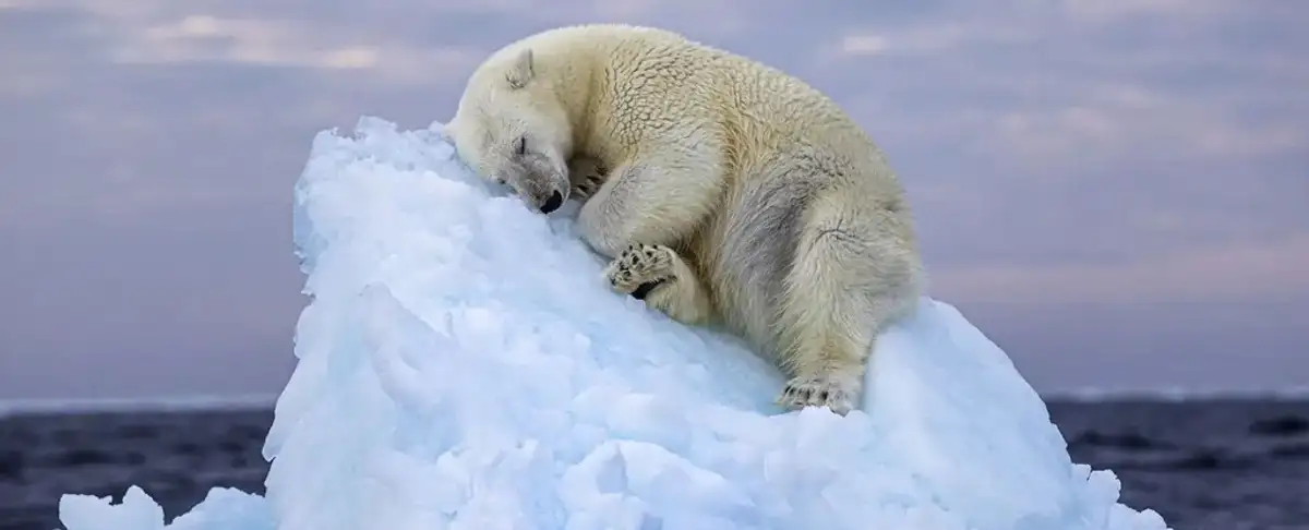 Atencion! La Emotiva Foto De Un Oso Polar Que Conmociona Al Mundo