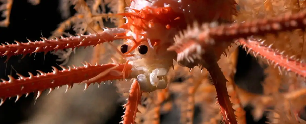 Atencion! Mas De 100 Especies Desconocidas Descubiertas En Montanas Submarinas