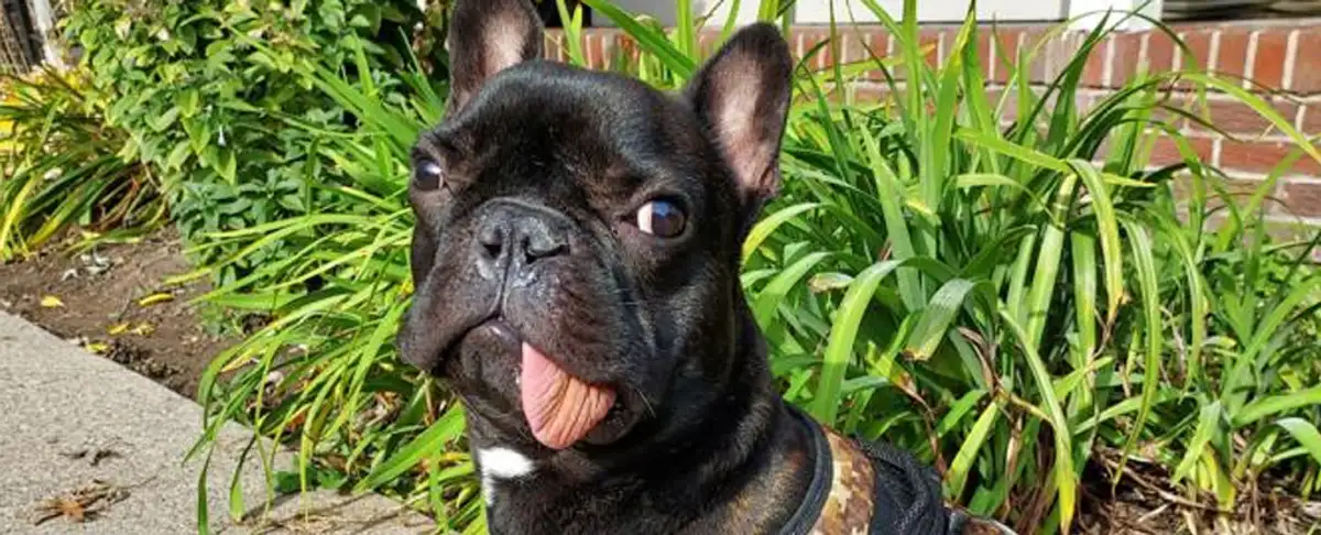 Cachorro De Bulldog Supera El Cancer Con Una Asombrosa Regeneracion Osea!