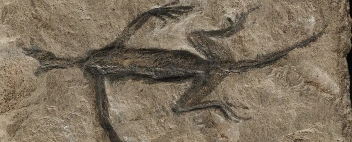 Cuidado! No Todo Lo Que Reluce Es Oro En La Paleontologia