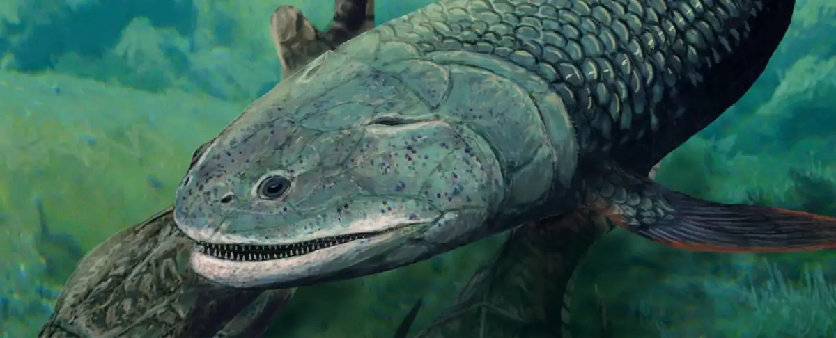 Descubren En Australia Un Pez Prehistorico Desconocido Hasta Ahora!