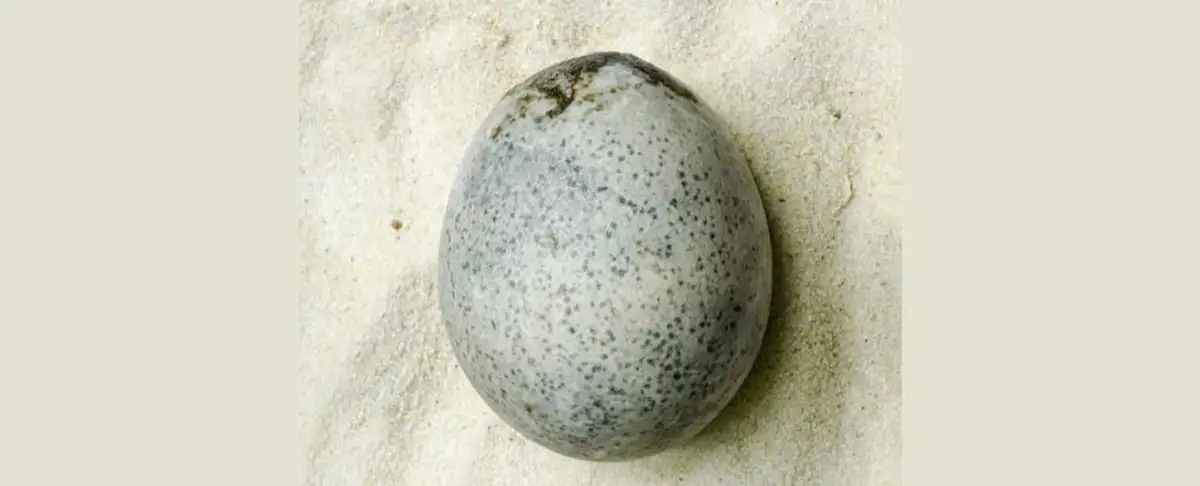 Descubren Huevo Intacto De 1700 Anos: Cual Es El Secreto Del Ave Que Lo Puso