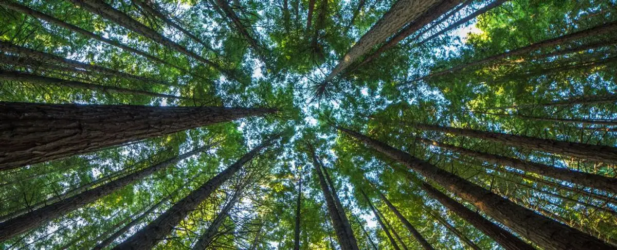 Descubrimiento Sorprendente! Los Patrones Fractales Y Los Bosques