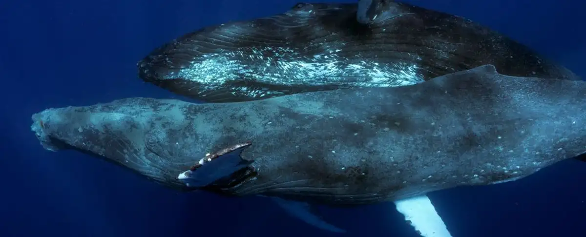Impactante! Sorprendente Encuentro Intimo Entre Ballenas Macho Documentado