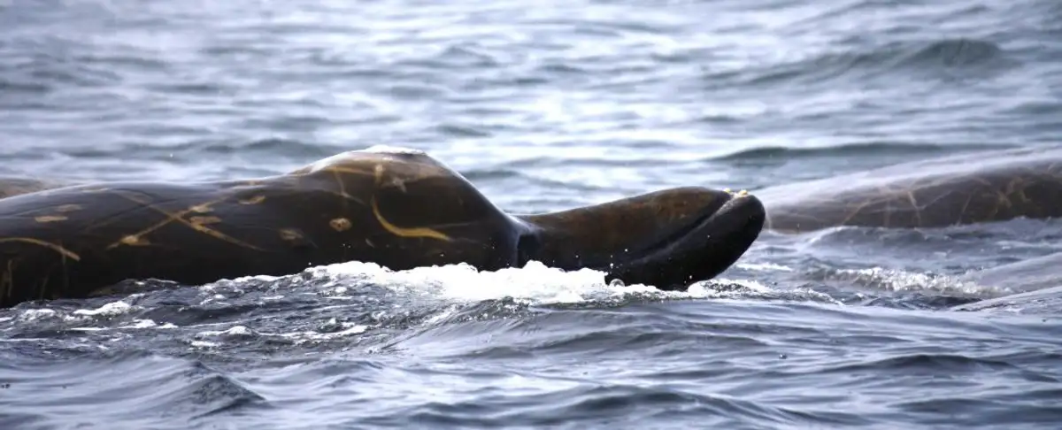 Sorprendente! Ballenas Que Desafian Las Normas De La Naturaleza