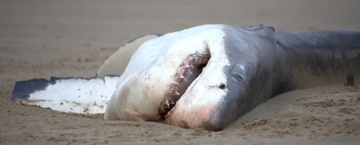 Alerta! Orcas Se Transforman En Cazadores De Tiburones Blancos