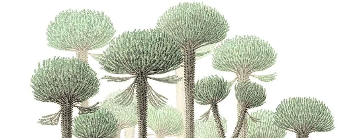 Alerta Descubrimiento Explosivo! El Bosque Fosil Mas Antiguo Del Mundo Revelado