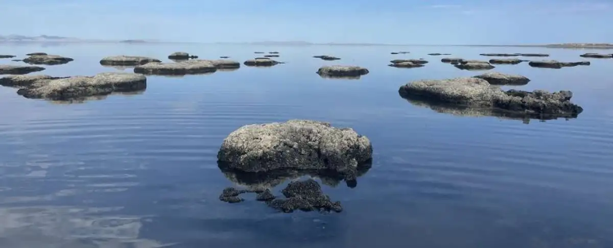 Atencion! Descubierta Nueva Forma De Vida En El Lago Salado Grande