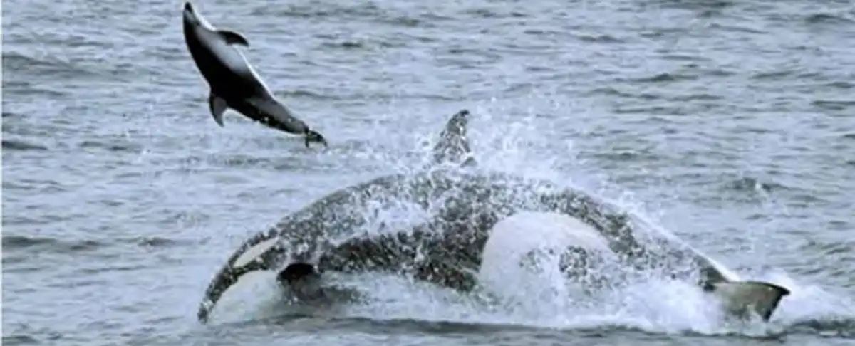 Atencion! Orcas En Las Costas De California: La Espeluznante Realidad Detras De Las Escenas