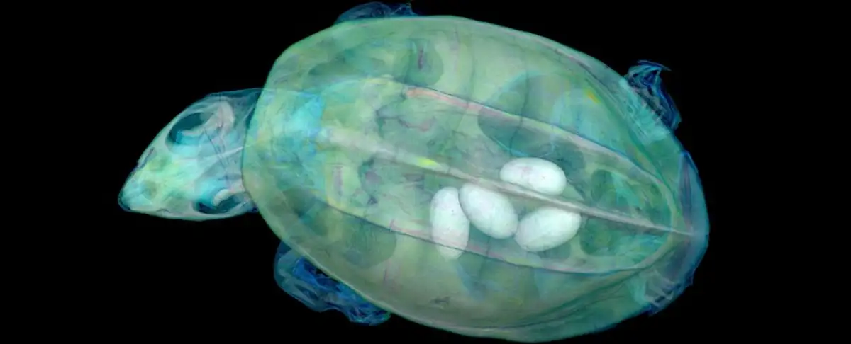 Atencion El Proyecto Overt Esta Revolucionando La Ciencia!