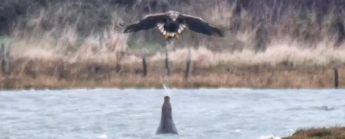 Aviso! Increible Encuentro Entre Una Foca Gris Y Un Aguila Marina
