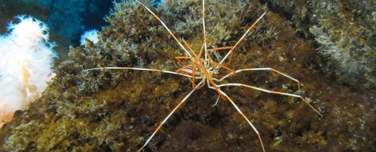 Cuidado! La Intrigante Arana De Mar Que Desafia Todos Los Paradigmas
