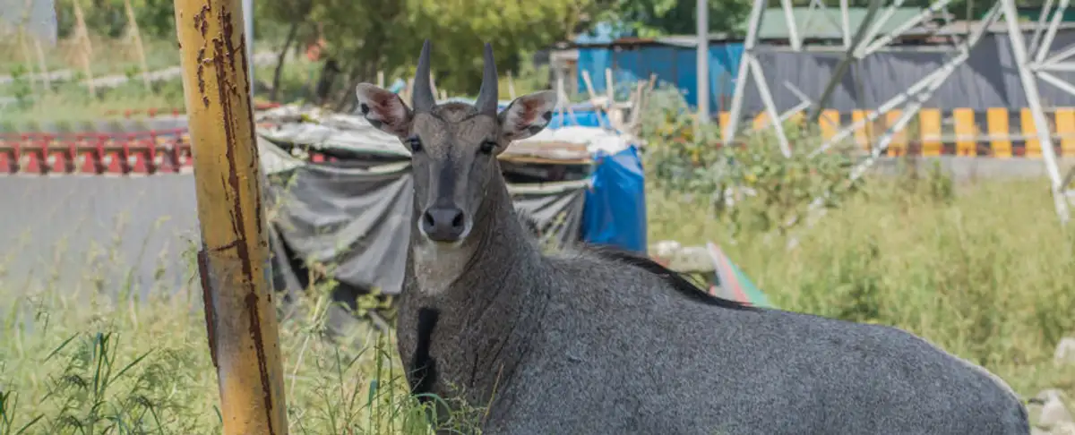 Cuidado! Los Animales Invaden Las Ciudades Durante La Pandemia