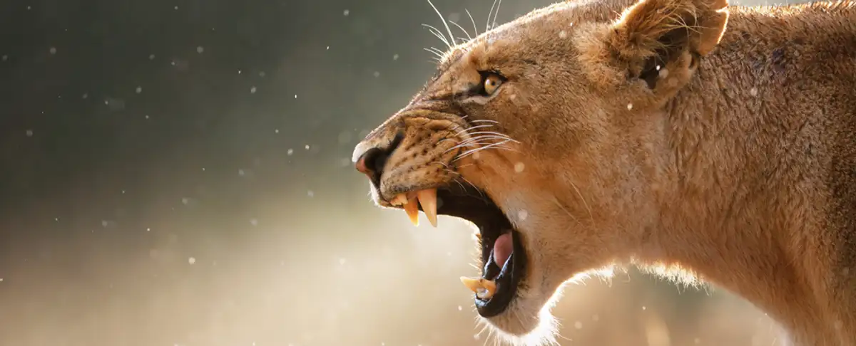 Los Leones Descubre Quien Es Realmente El Depredador Mas Temido En La Sabana Africana