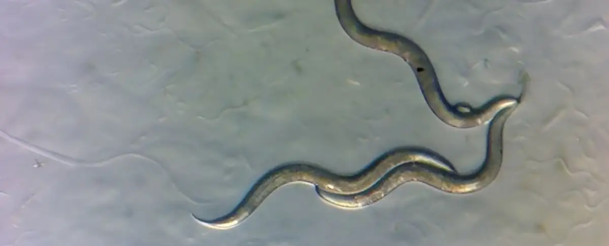 Nematodos Invulnerables: Los Pequenos Gusanos De Chernobil