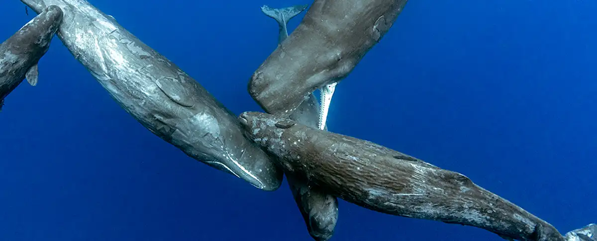 Por Que Las Ballenas Esperma Son El Peor Enemigo De Las Orcas