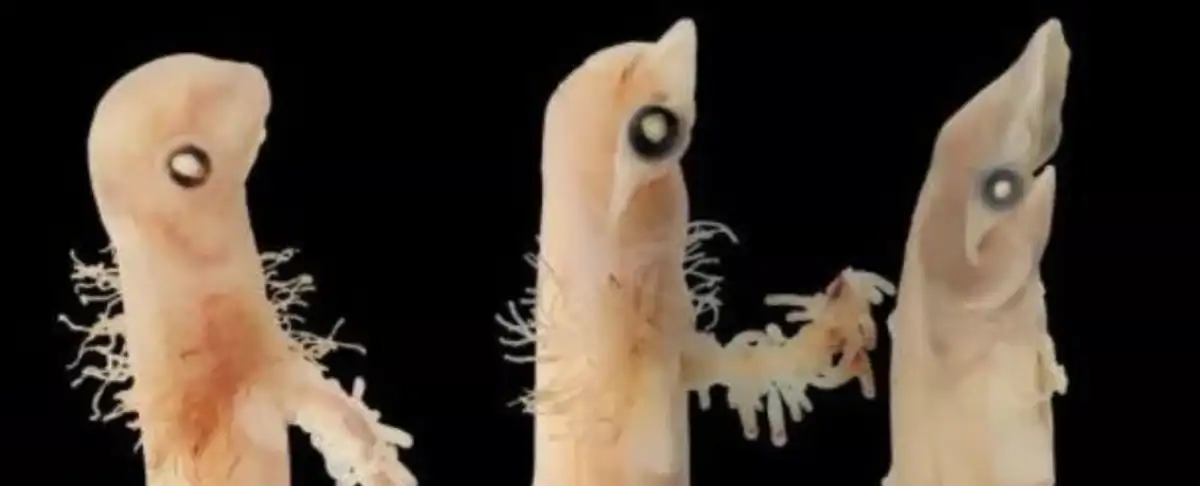 Sabias Que Los Tiburones Martillo Dan A Luz A Crias Autosuficientes