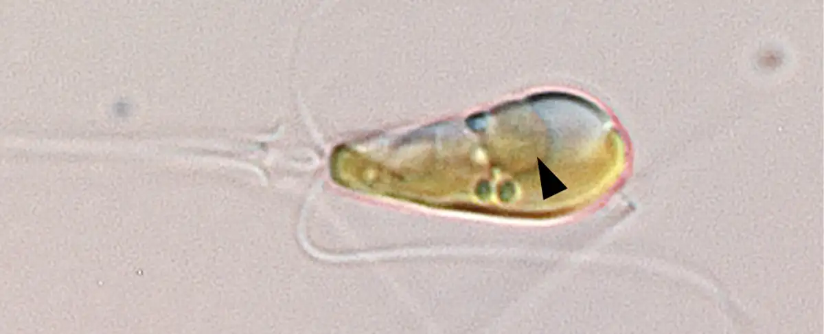 Alerta! Descubrimiento Cientifico Revoluciona Nuestro Entendimiento Del Alga Marina