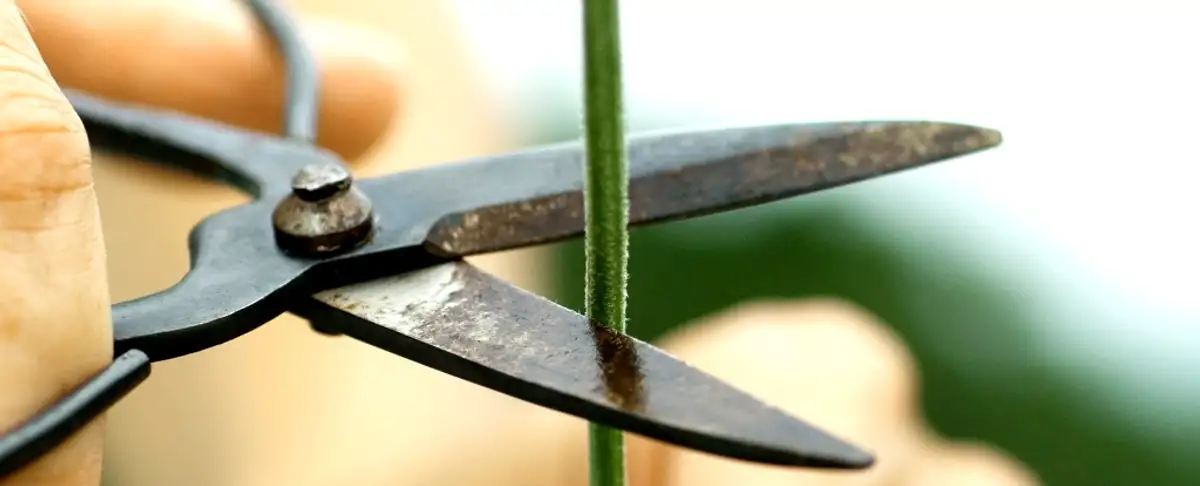 Atencion! Las Plantas Emiten Sonidos Cuando Estan Estresadas