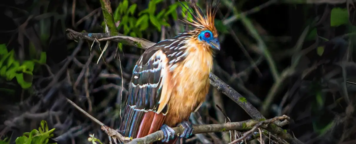 Descubre Elementaves! La Sorprendente Nueva Rama En La Genealogia De Las Aves