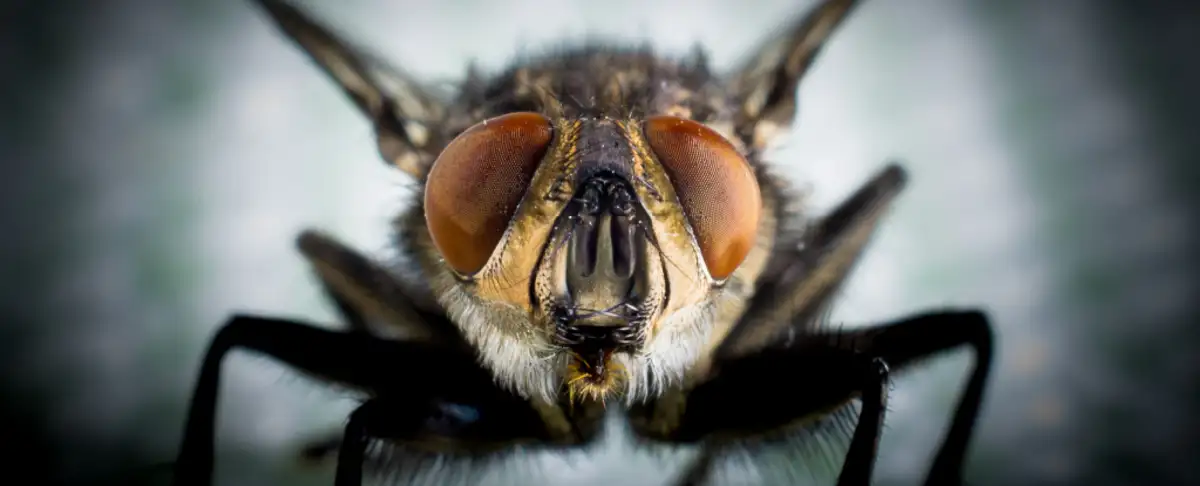 Increible! Una Bacteria Podria Ser La Solucion A La Mejora Del Aprendizaje En Insectos
