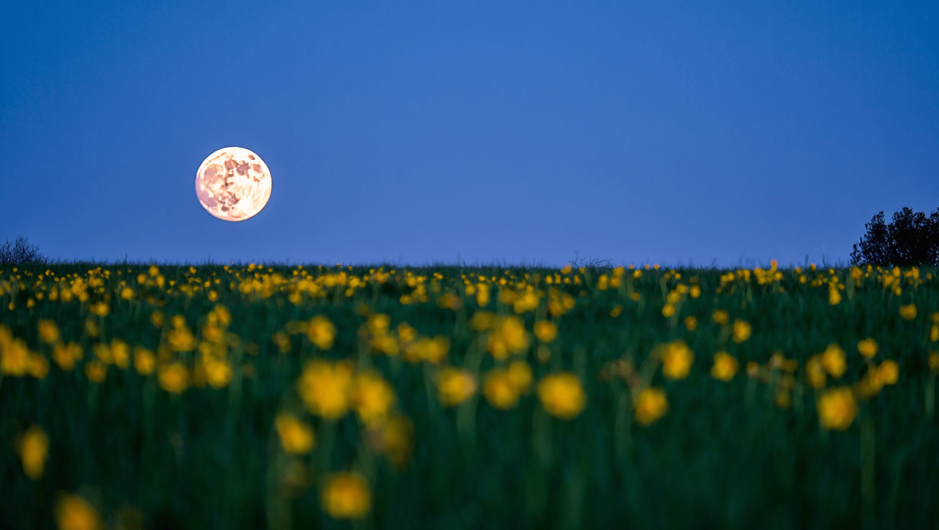 Luna llena de mayo 2026: cuándo y cómo ver la Luna de las Flores