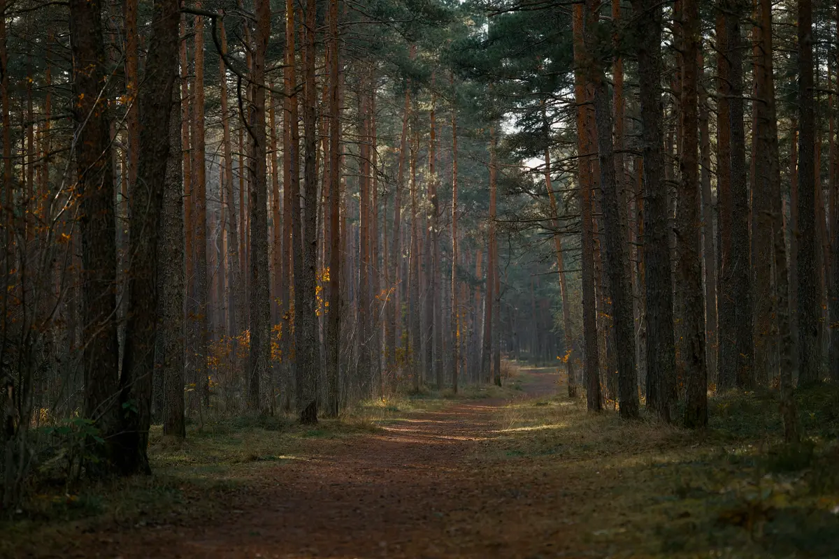 A misty forest path with sunlight filtering through trees, representing the start of an epic adventure and the hero's journey that echoes Tolkien's narrative structure.