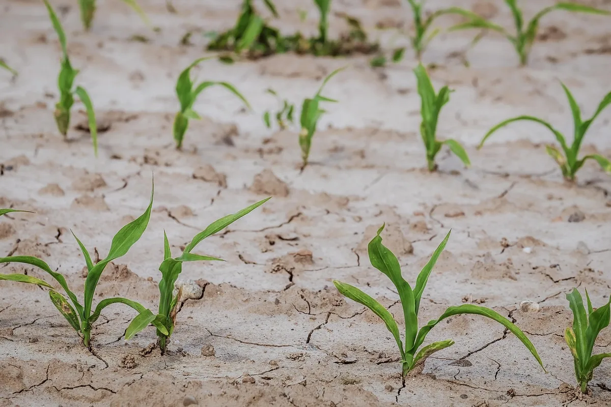 Campo agrícola árido y reseco bajo condiciones de sequía extrema