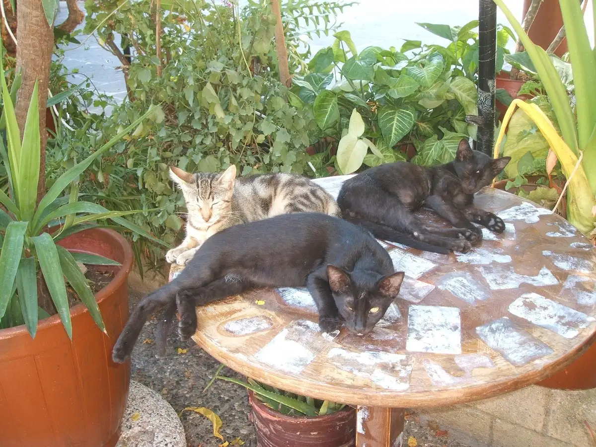 Localizador pequeño y redondeado sobre una superficie junto a llaves
