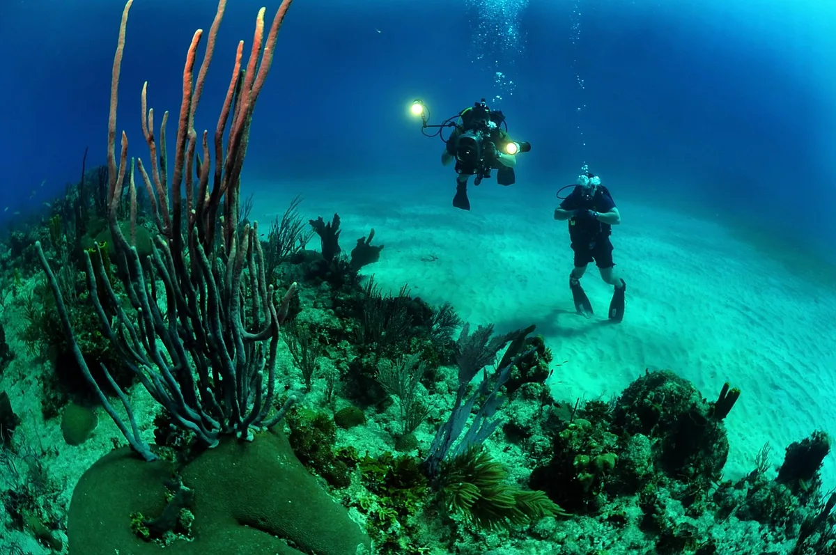 Buzos anónimos plantando haces de posidonia en el lecho marino durante una campaña de restauración